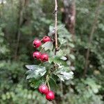 Crataegus rhipidophyllaFruit