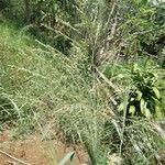 Panicum maximum പുഷ്പം