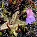 Pinguicula calyptrata Hoja