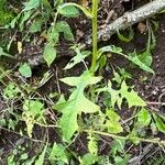 Lactuca floridana Blad