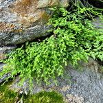 Asplenium x alternifolium 形態