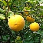 Citrus trifoliata ഫലം