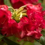Rhododendron haematodes Blüte