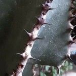 Euphorbia cooperi Hoja