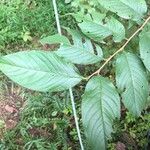 Ulmus rubra Leaf