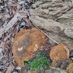Ficus sycomorus Bark