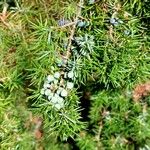 Juniperus communis ഫലം