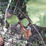 Coccoloba pubescens Φύλλο