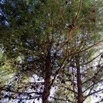 Pinus halepensis Folha