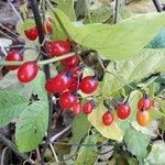 Solanum dulcamara Плод