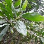 Acacia mangium Іншае