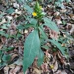 Barleria oenotheroides Tervik taim