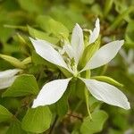 Bauhinia lunarioides Цвят