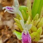 Kaempferia parviflora Fiore