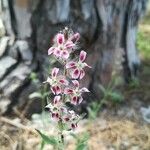 Silene gallica Blüte