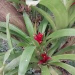 Billbergia pyramidalis Other