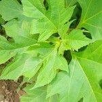 Tithonia rotundifolia Foglia