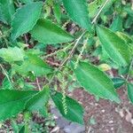 Acalypha siamensis Leaf