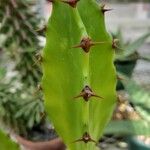 Euphorbia kamerunica Feuille
