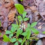 Panax trifolius Fulla