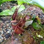 Nepenthes tomoriana Лист