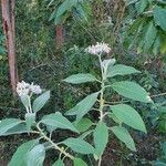 Solanum mauritianumBlodyn