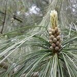 Pinus tabuliformis Fuelha