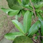 Cordia americana Blatt