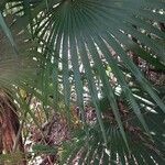 Coccothrinax barbadensis 葉