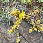 Patellifolia procumbens Blüte