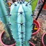 Cereus aethiops Leaf