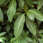 Aphelandra squarrosa Leaf