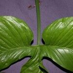 Philodendron rothschuhianum Blatt