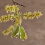 Combretum molle Flower