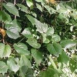 Tilia dasystyla List