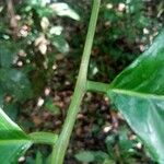 Vatairea paraensis Leaf