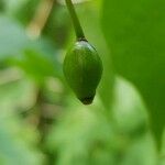 Alangium platanifolium Fruit