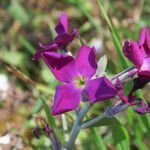 Matthiola incana Flor