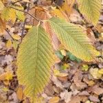 Acer carpinifolium Likasa