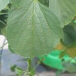 Acalypha indica ഇല