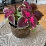 Coleus decurrens Feuille