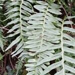 Polypodium interjectum ഇല