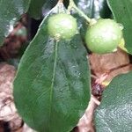 Flacourtia jangomas Fruit