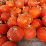 Cucurbita maxima Φρούτο