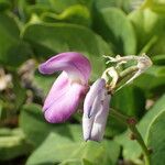 Canavalia rosea Flower