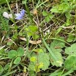 Veronica filiformis Habitus