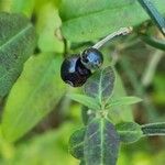 Lonicera nigra Ffrwyth