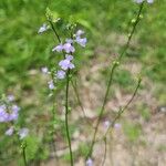 Nuttallanthus floridanusFlower