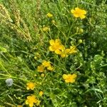 Ranunculus flammula Flower