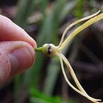 Xylopia phloiodora Bloem